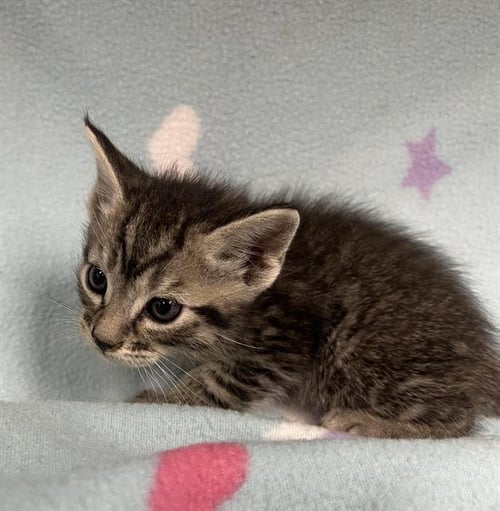 KHAN - Domestic Short Hair available for adoption