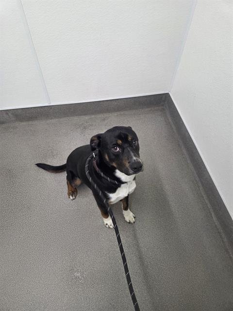 SPUNKY - Border Collie available for adoption