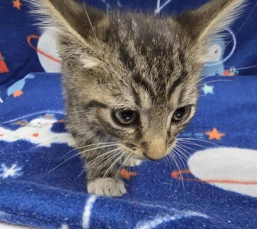 SALLY - Domestic Medium Hair available for adoption
