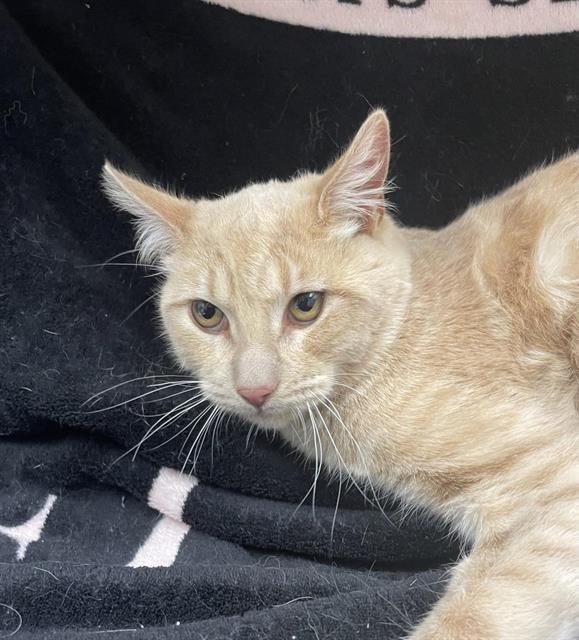 MOMO - Domestic Short Hair available for adoption