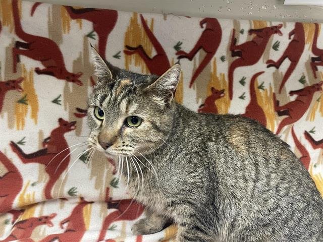 JOSEPHINE - Domestic Short Hair available for adoption