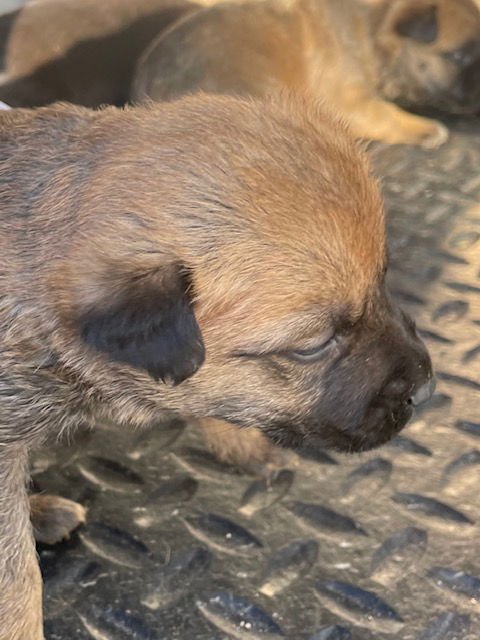 A122864 - Belgian Shepherd Malinois available for adoption