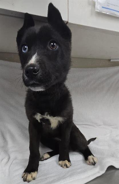 A123175 - Alaskan Malamute / Siberian Husky available for adoption