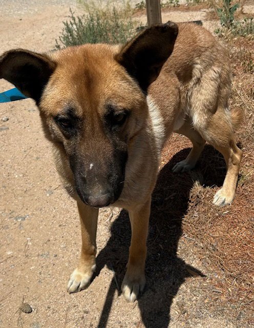 STEVE Image