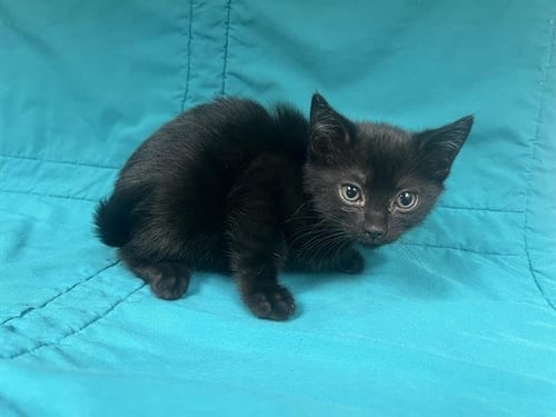 ICHIGO - Domestic Short Hair available for adoption