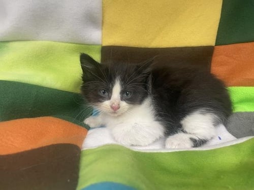 CASHEW - Domestic Short Hair for adoption in Victorville