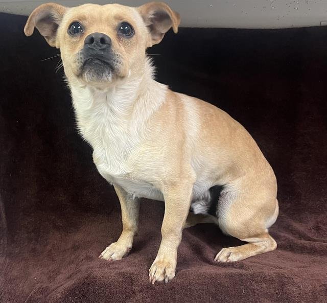 MICKEY - Chihuahua available for adoption