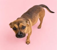 LUCY - Photo 1