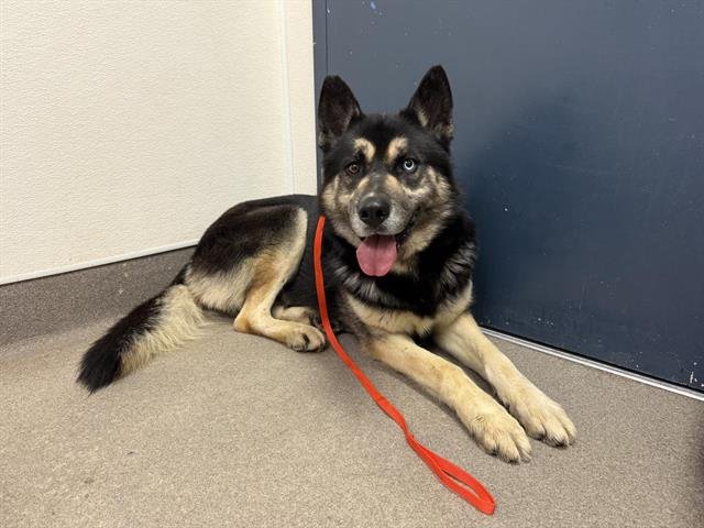 SHADOW - Siberian Husky / German Shepherd Dog available for adoption