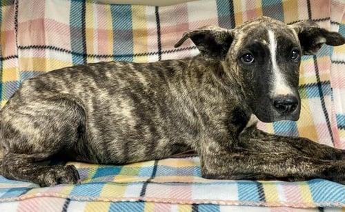 A127901 - Pit Bull Terrier available for adoption