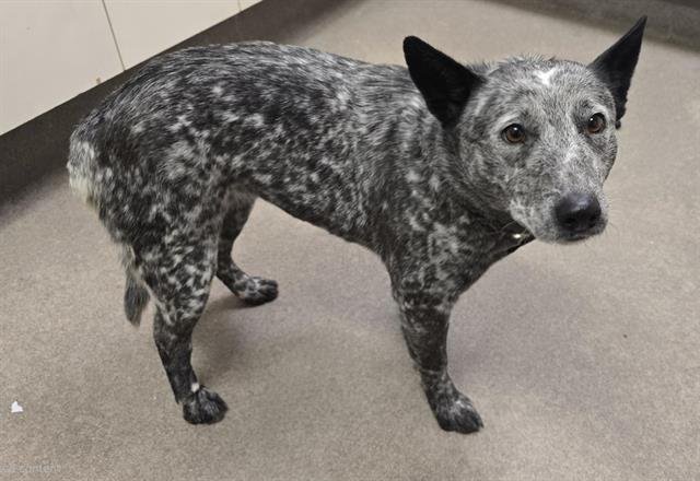 SMOKEY - Queensland Heeler available for adoption