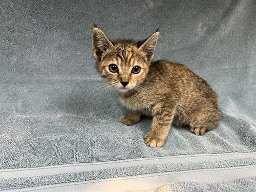 TILLY - Domestic Short Hair available for adoption