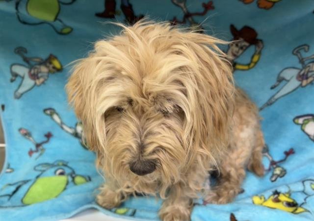 A122446 - Maltese available for adoption