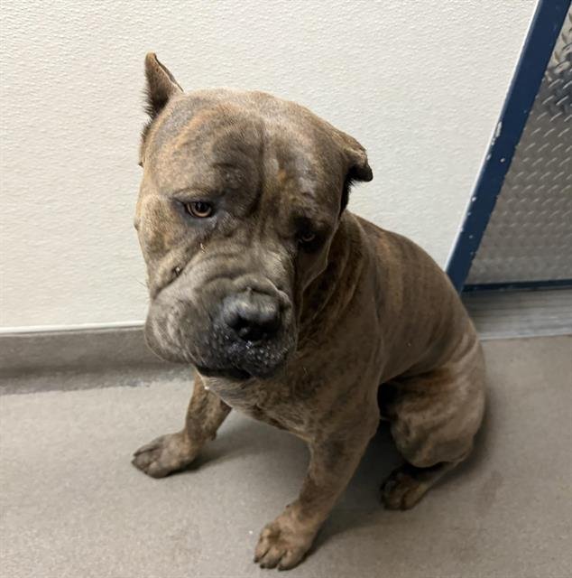 FALCON - Cane Corso Mastiff available for adoption