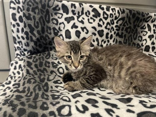 DEAN - Domestic Medium Hair available for adoption