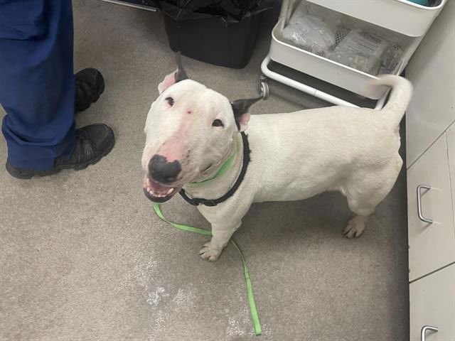 LAVENDER - Bull Terrier available for adoption