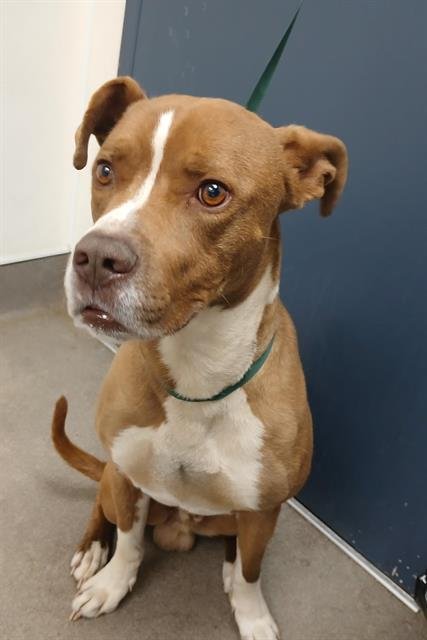 ROVER - Pit Bull Terrier available for adoption