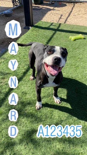 MAYNARD - Pit Bull Terrier available for adoption