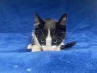 DEWIE (RESCUE ONLY) - Photo 1