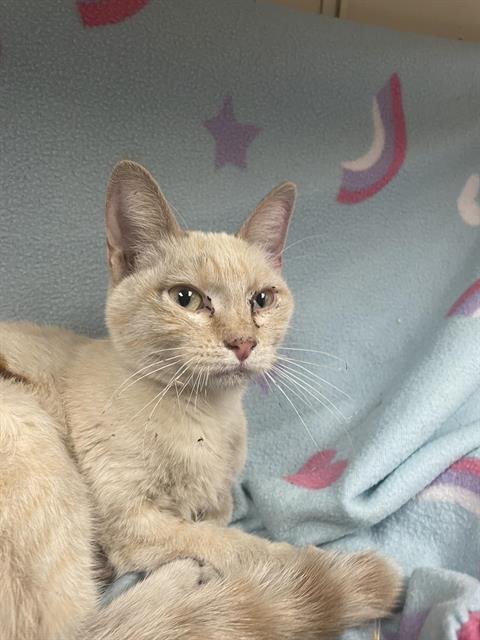 TULIP (RESCUE ONLY) - Domestic Short Hair available for adoption