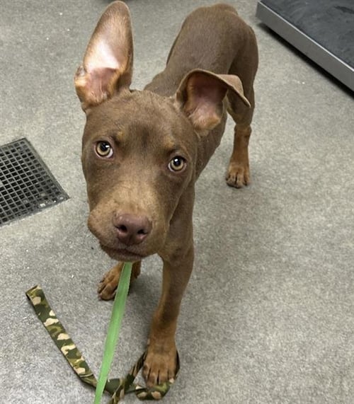 TWIX - Pit Bull Terrier available for adoption