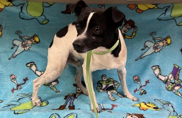 A122445 - Chihuahua available for adoption