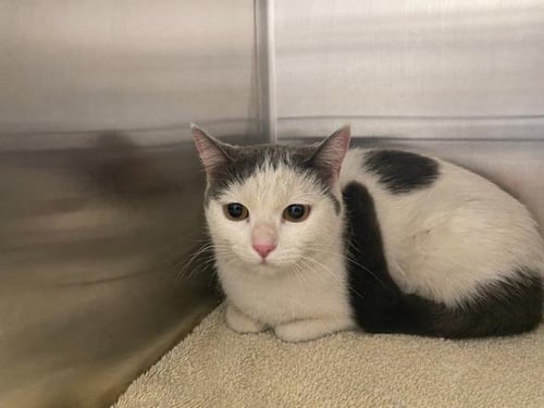 ELIZABETH BENNET - Domestic Short Hair available for adoption