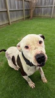 SPIKE - Pit Bull Terrier available for adoption