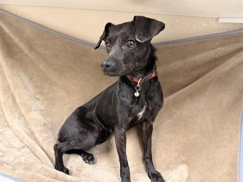 NENA - Chihuahua available for adoption