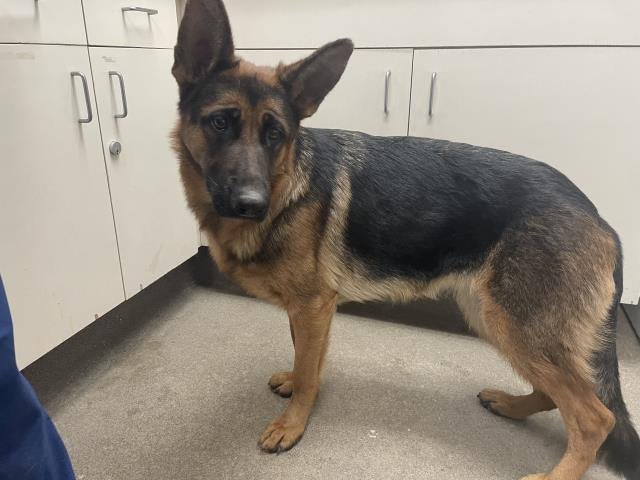 BETTY - German Shepherd Dog available for adoption