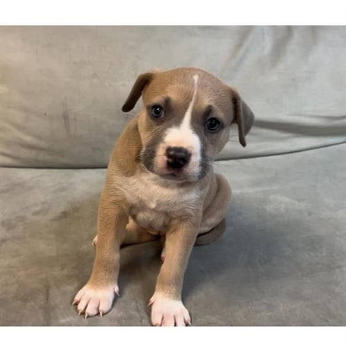 A124913 - Pit Bull Terrier available for adoption