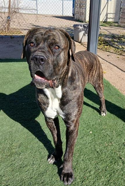 DUKE - Mastiff available for adoption