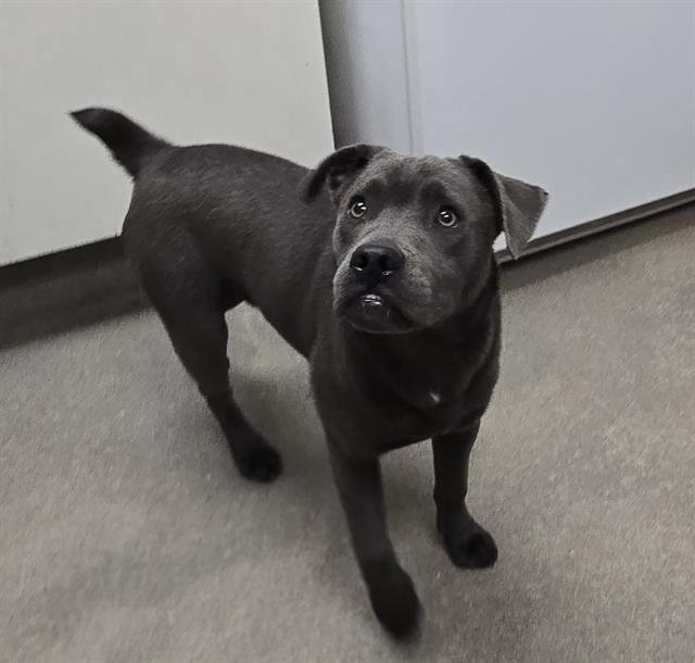 CHOMPERS - Staffordshire Bull Terrier available for adoption