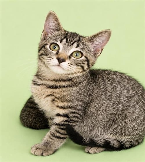TINSEL - Domestic Short Hair available for adoption