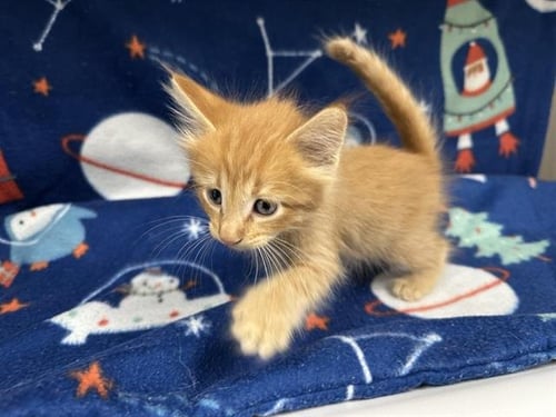 SCOTTSDALE - Domestic Short Hair available for adoption