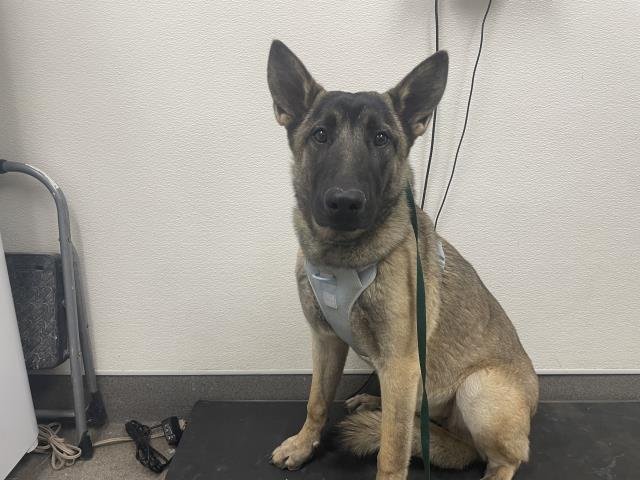 ZARA - Belgian Shepherd Malinois available for adoption