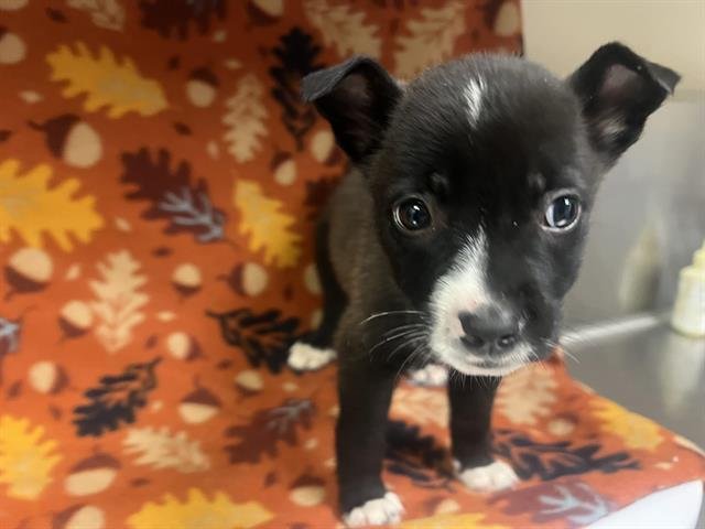 NEBULA - Pit Bull Terrier available for adoption