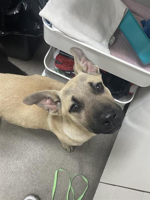 CODY - German Shepherd Dog available for adoption