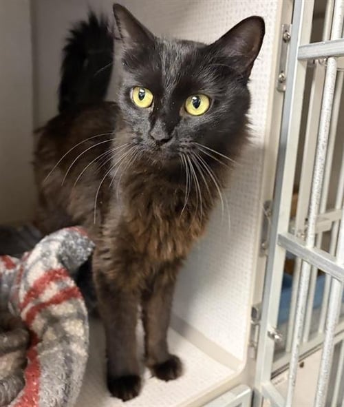 A127853 - Domestic Short Hair available for adoption