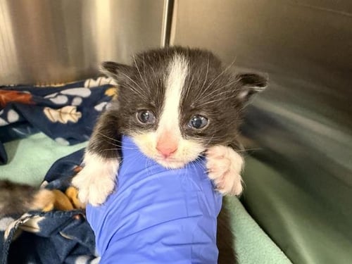 MUNECA (NURSING) - Domestic Short Hair available for adoption