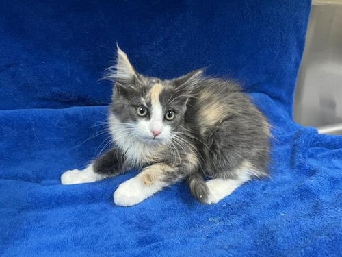 SUE (RESCUE ONLY) - Domestic Medium Hair for adoption in Victorville