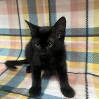 MAVIS - Photo 1