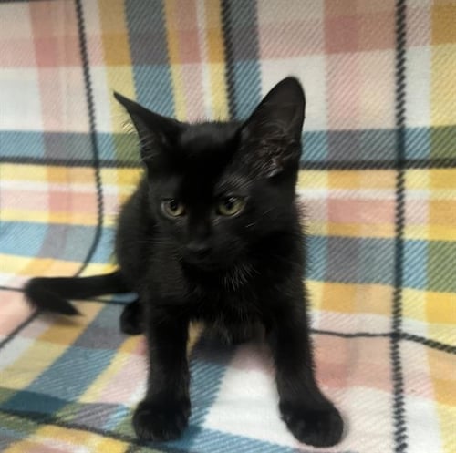 MAVIS - Domestic Short Hair available for adoption