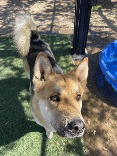 OZZIE - German Shepherd Dog available for adoption