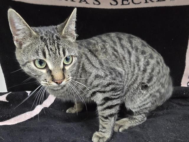 JEWELS - Domestic Short Hair available for adoption