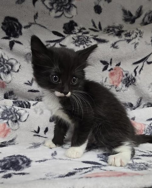 FRANK - Domestic Short Hair available for adoption