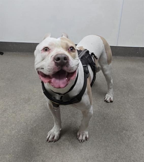 LUCKY - Pit Bull Terrier available for adoption