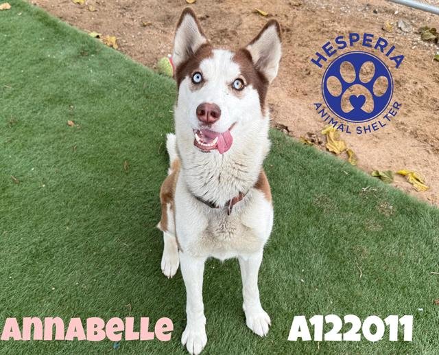 ANNABELLE - Siberian Husky available for adoption