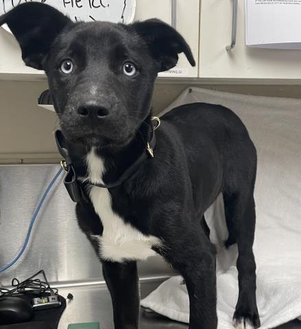 TOFFEE - Siberian Husky available for adoption