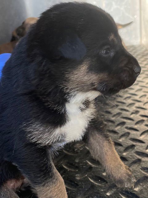 A122856 - Belgian Shepherd Malinois available for adoption